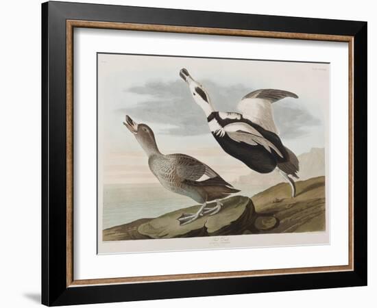 Illustration from 'Birds of America', 1827-38-John James Audubon-Framed Giclee Print