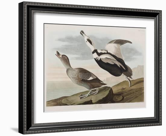 Illustration from 'Birds of America', 1827-38-John James Audubon-Framed Giclee Print