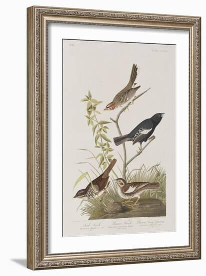 Illustration from 'Birds of America', 1827-38-John James Audubon-Framed Giclee Print