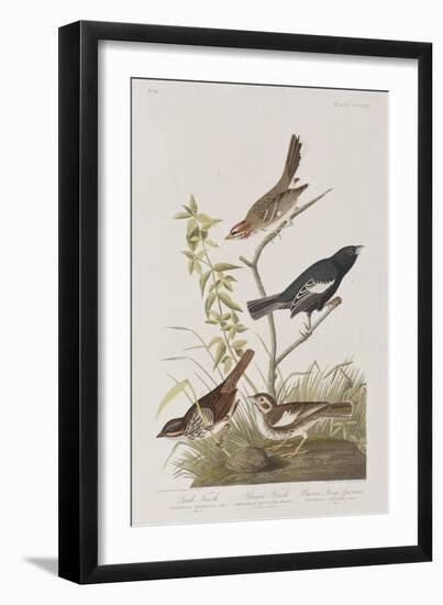 Illustration from 'Birds of America', 1827-38-John James Audubon-Framed Giclee Print