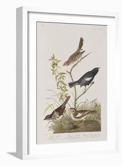 Illustration from 'Birds of America', 1827-38-John James Audubon-Framed Giclee Print