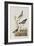 Illustration from 'Birds of America', 1827-38-John James Audubon-Framed Giclee Print