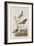 Illustration from 'Birds of America', 1827-38-John James Audubon-Framed Giclee Print