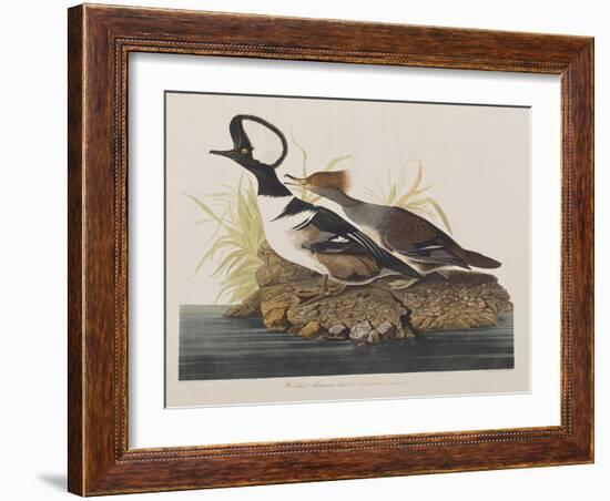 Illustration from 'Birds of America', 1827-38-John James Audubon-Framed Giclee Print