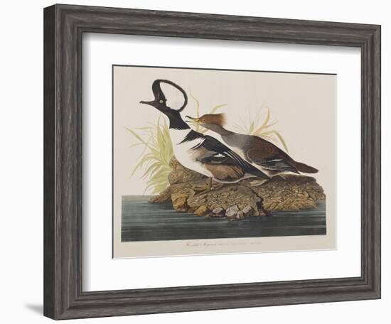 Illustration from 'Birds of America', 1827-38-John James Audubon-Framed Giclee Print