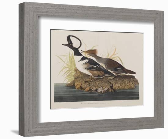 Illustration from 'Birds of America', 1827-38-John James Audubon-Framed Giclee Print