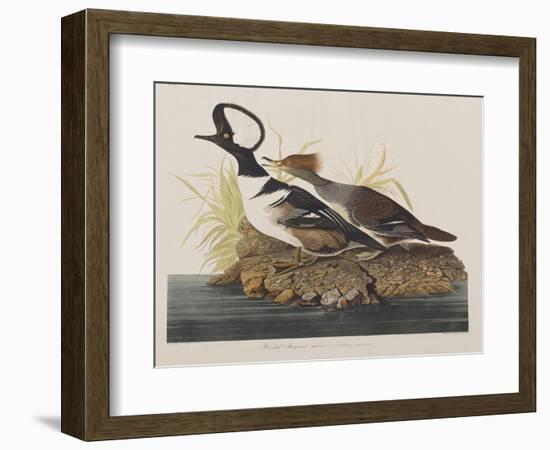 Illustration from 'Birds of America', 1827-38-John James Audubon-Framed Giclee Print