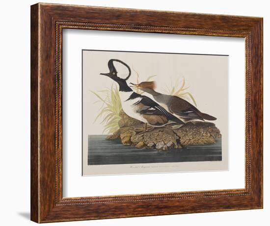 Illustration from 'Birds of America', 1827-38-John James Audubon-Framed Giclee Print