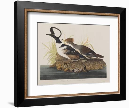 Illustration from 'Birds of America', 1827-38-John James Audubon-Framed Giclee Print