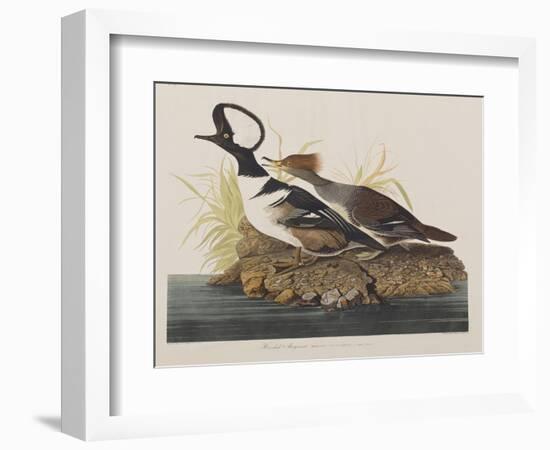 Illustration from 'Birds of America', 1827-38-John James Audubon-Framed Giclee Print