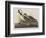 Illustration from 'Birds of America', 1827-38-John James Audubon-Framed Giclee Print