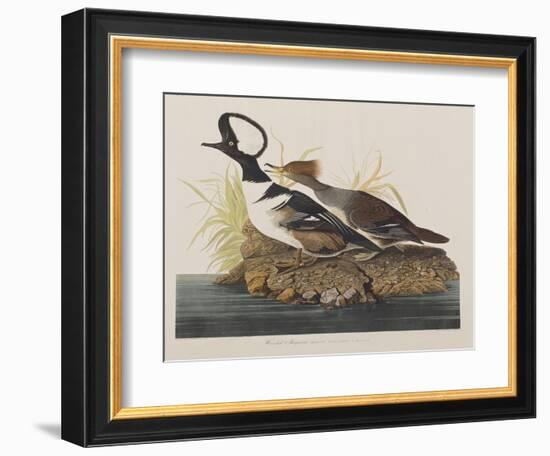 Illustration from 'Birds of America', 1827-38-John James Audubon-Framed Giclee Print