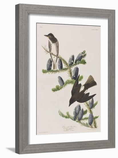 Illustration from 'Birds of America', 1827-38-John James Audubon-Framed Giclee Print