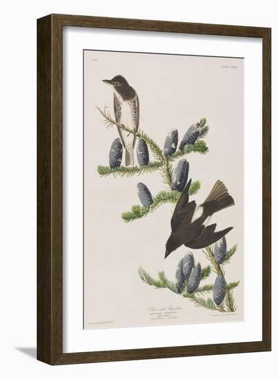 Illustration from 'Birds of America', 1827-38-John James Audubon-Framed Giclee Print