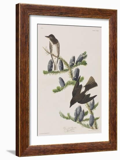 Illustration from 'Birds of America', 1827-38-John James Audubon-Framed Giclee Print