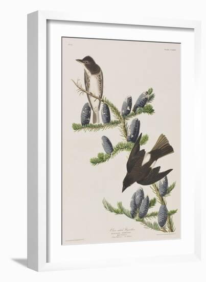 Illustration from 'Birds of America', 1827-38-John James Audubon-Framed Giclee Print