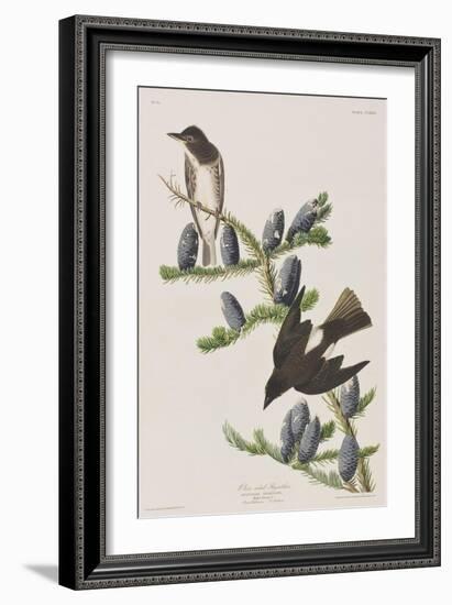 Illustration from 'Birds of America', 1827-38-John James Audubon-Framed Giclee Print