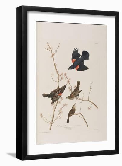 Illustration from 'Birds of America', 1827-38-John James Audubon-Framed Giclee Print