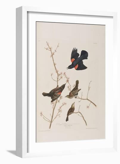 Illustration from 'Birds of America', 1827-38-John James Audubon-Framed Giclee Print