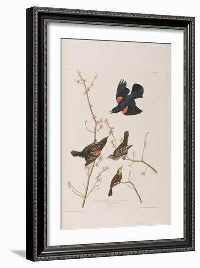 Illustration from 'Birds of America', 1827-38-John James Audubon-Framed Giclee Print