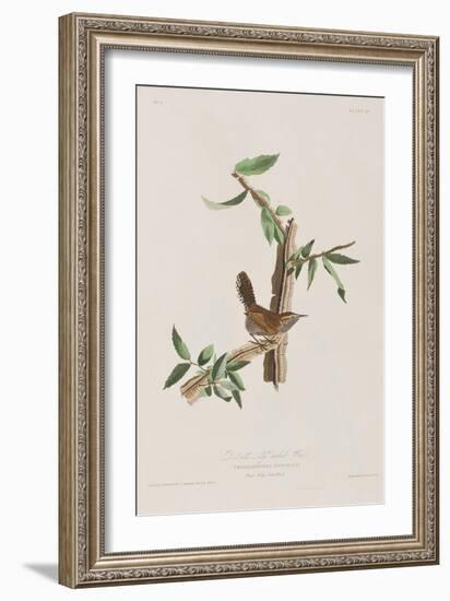 Illustration from 'Birds of America', 1827-38-John James Audubon-Framed Giclee Print