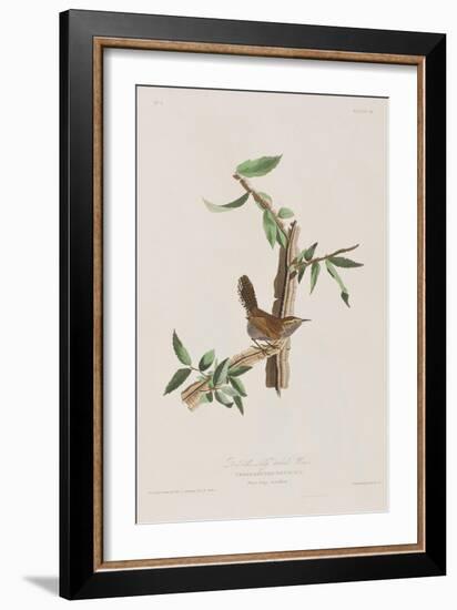 Illustration from 'Birds of America', 1827-38-John James Audubon-Framed Giclee Print