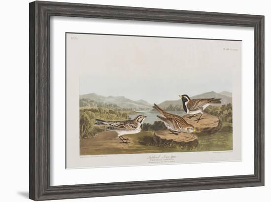 Illustration from 'Birds of America', 1827-38-John James Audubon-Framed Premium Giclee Print