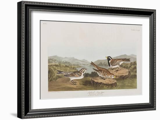 Illustration from 'Birds of America', 1827-38-John James Audubon-Framed Premium Giclee Print