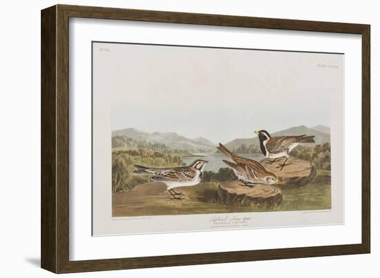 Illustration from 'Birds of America', 1827-38-John James Audubon-Framed Giclee Print