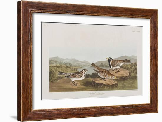 Illustration from 'Birds of America', 1827-38-John James Audubon-Framed Giclee Print