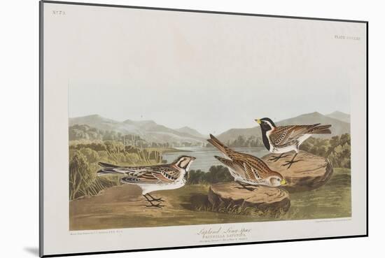 Illustration from 'Birds of America', 1827-38-John James Audubon-Mounted Giclee Print