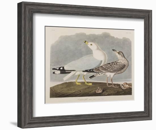 Illustration from 'Birds of America', 1827-38-John James Audubon-Framed Giclee Print