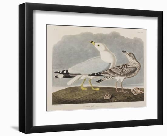 Illustration from 'Birds of America', 1827-38-John James Audubon-Framed Giclee Print