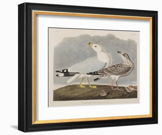 Illustration from 'Birds of America', 1827-38-John James Audubon-Framed Giclee Print