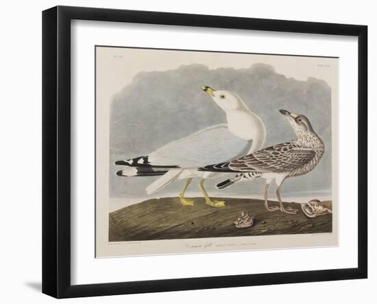 Illustration from 'Birds of America', 1827-38-John James Audubon-Framed Giclee Print