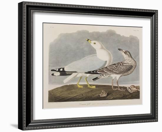 Illustration from 'Birds of America', 1827-38-John James Audubon-Framed Giclee Print