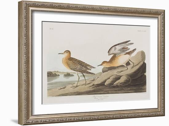 Illustration from 'Birds of America', 1827-38-John James Audubon-Framed Giclee Print