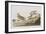 Illustration from 'Birds of America', 1827-38-John James Audubon-Framed Giclee Print