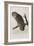 Illustration from 'Birds of America', 1827-38-John James Audubon-Framed Giclee Print