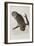 Illustration from 'Birds of America', 1827-38-John James Audubon-Framed Giclee Print