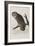 Illustration from 'Birds of America', 1827-38-John James Audubon-Framed Giclee Print