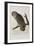 Illustration from 'Birds of America', 1827-38-John James Audubon-Framed Giclee Print