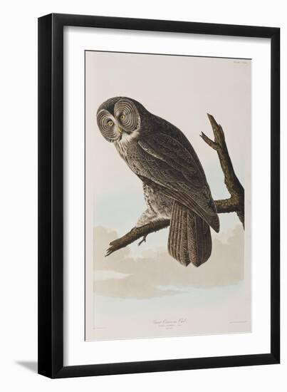 Illustration from 'Birds of America', 1827-38-John James Audubon-Framed Giclee Print