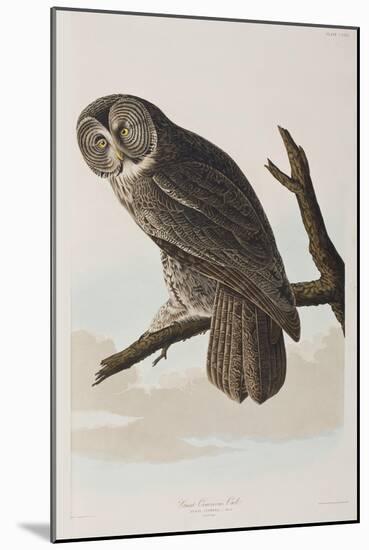 Illustration from 'Birds of America', 1827-38-John James Audubon-Mounted Giclee Print