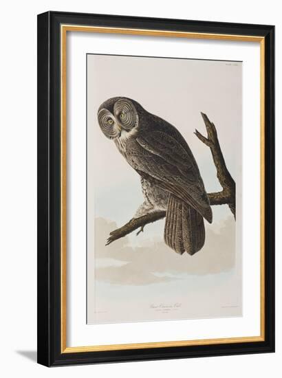 Illustration from 'Birds of America', 1827-38-John James Audubon-Framed Giclee Print