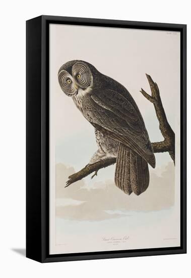 Illustration from 'Birds of America', 1827-38-John James Audubon-Framed Premier Image Canvas