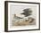 Illustration from 'Birds of America', 1827-38-John James Audubon-Framed Giclee Print