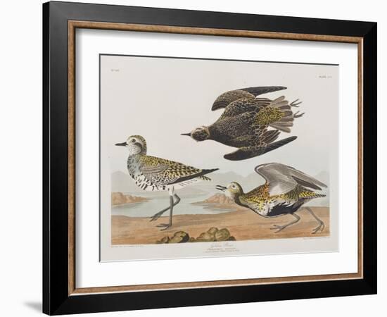 Illustration from 'Birds of America', 1827-38-John James Audubon-Framed Giclee Print