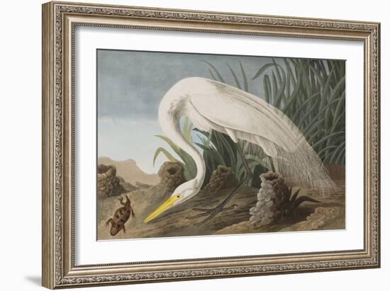 Illustration from 'Birds of America', 1827-38-John James Audubon-Framed Giclee Print