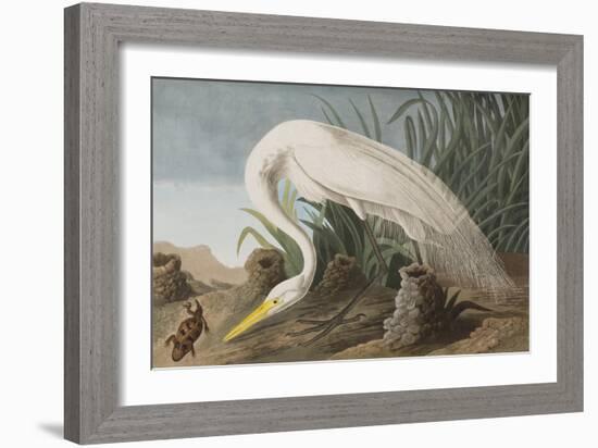 Illustration from 'Birds of America', 1827-38-John James Audubon-Framed Giclee Print